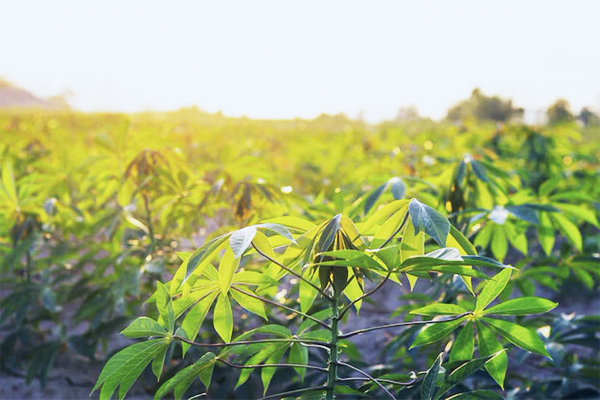 Agriculture DEVECO – emploi local à Mongoumba